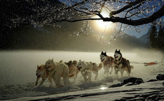 chien traineau Ariège